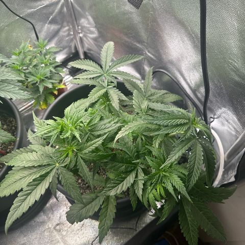 Hill growlog timeline photo