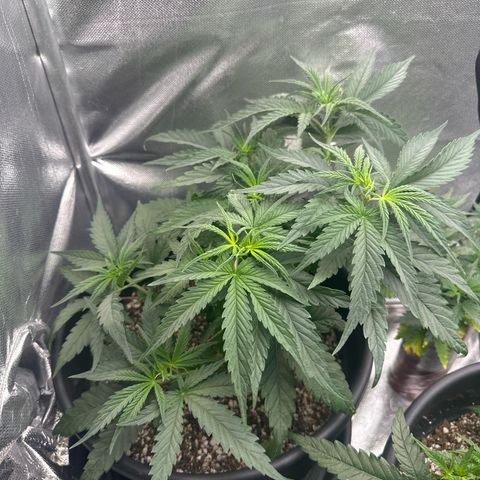 Lauren growlog timeline photo