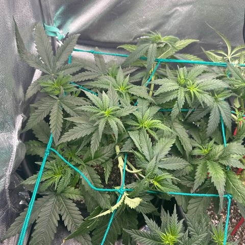 Hill growlog timeline photo