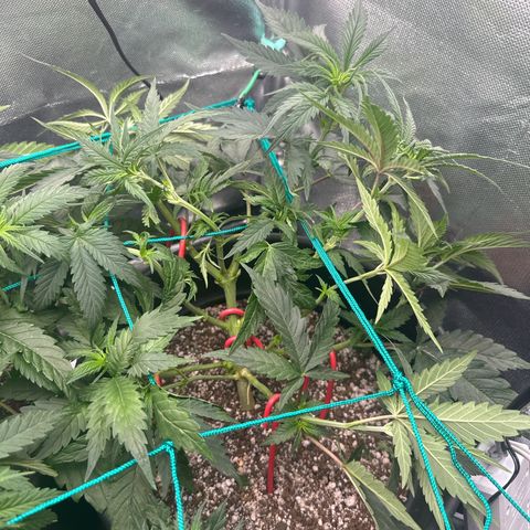 Lauren growlog timeline photo