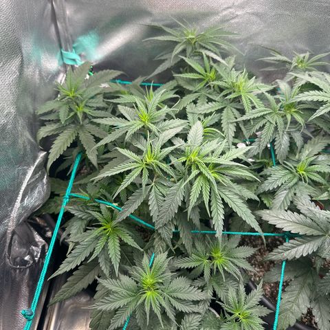 Hill growlog timeline photo