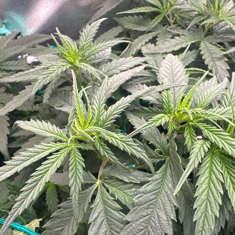 Hill growlog timeline photo