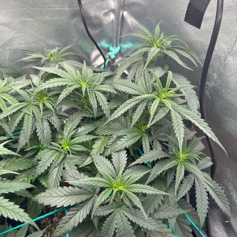 Lauren growlog timeline photo