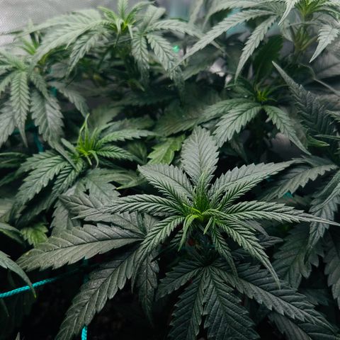 Lauren growlog timeline photo