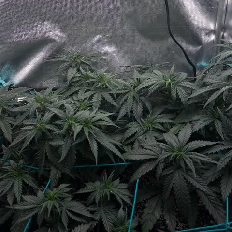 Lauren growlog timeline photo
