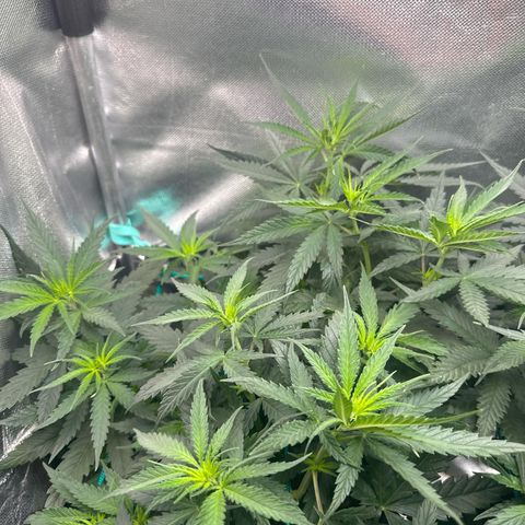 Hill growlog timeline photo