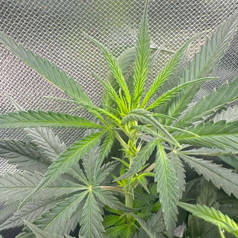 Hill growlog timeline photo