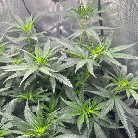 Lauren growlog timeline photo