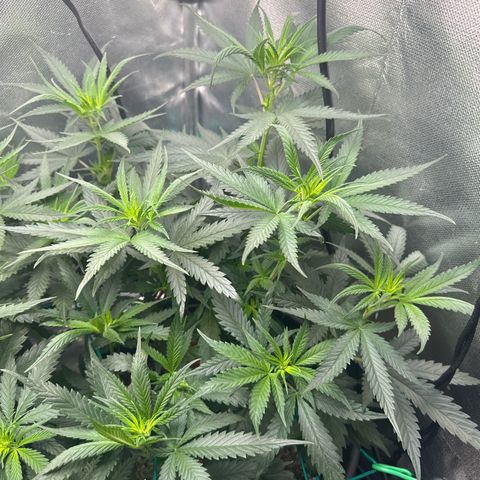 Lauren growlog timeline photo