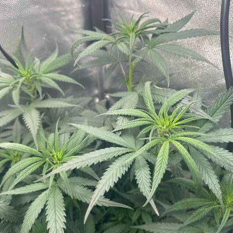 Hill growlog timeline photo