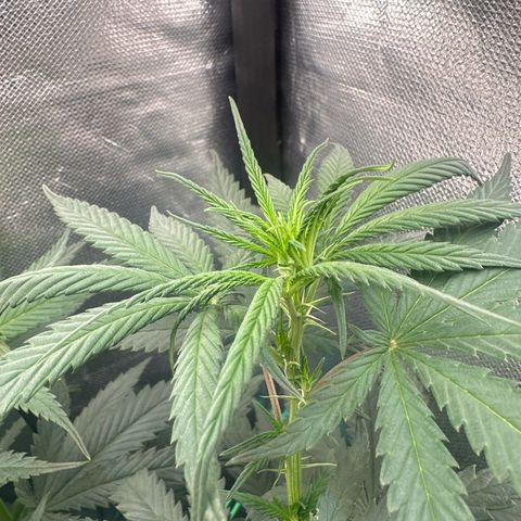 Hill growlog timeline photo