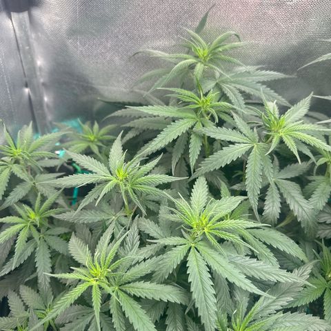 Lauren growlog timeline photo