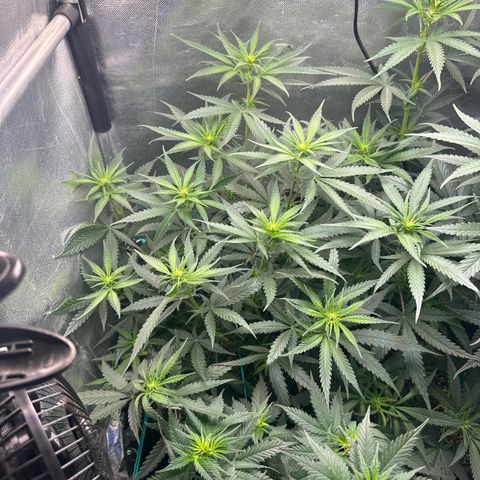 Hill growlog timeline photo
