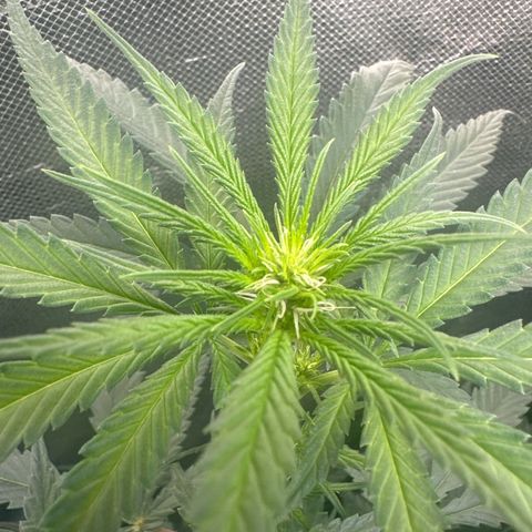 Hill growlog timeline photo