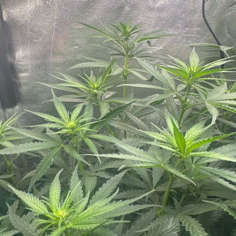 Hill growlog timeline photo