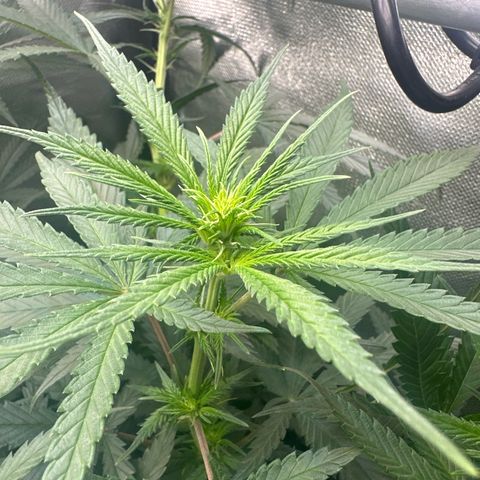 Lauren growlog timeline photo