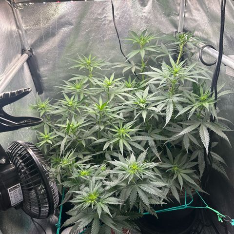 Lauren growlog timeline photo