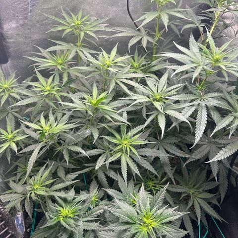 Lauren growlog timeline photo