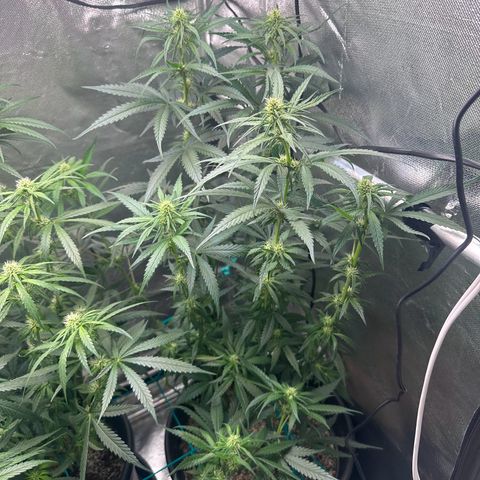 Hill growlog timeline photo