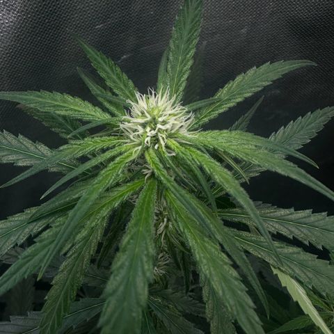 Hill growlog timeline photo