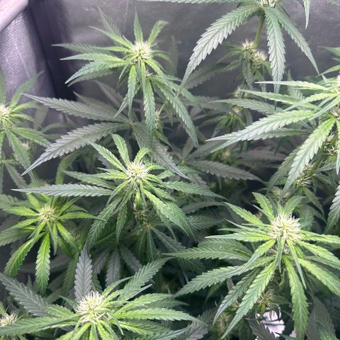 Hill growlog timeline photo
