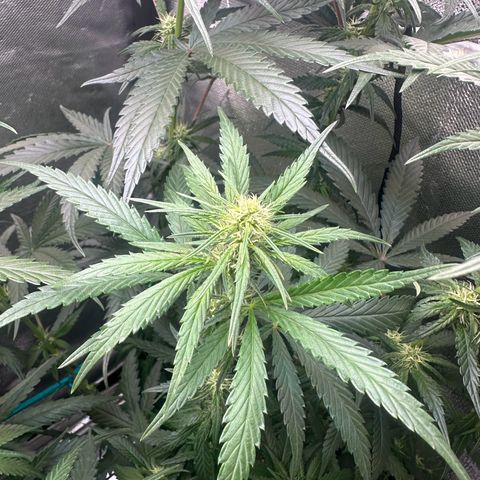 Hill growlog timeline photo