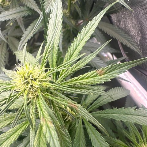 Lauren growlog timeline photo