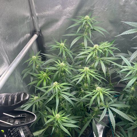 Lauren growlog timeline photo