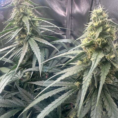 Hill growlog timeline photo