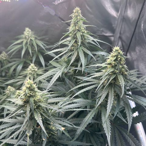 Hill growlog timeline photo