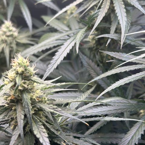 Hill growlog timeline photo