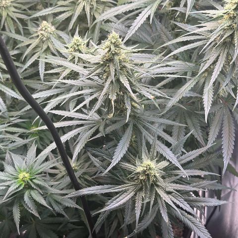 Hill growlog timeline photo