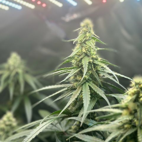 Hill growlog timeline photo
