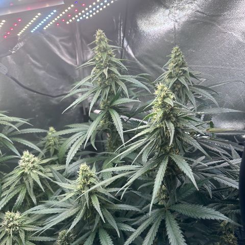Hill growlog timeline photo