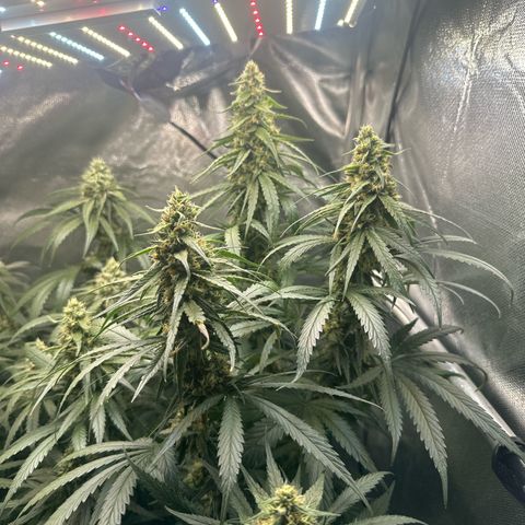 Hill growlog timeline photo