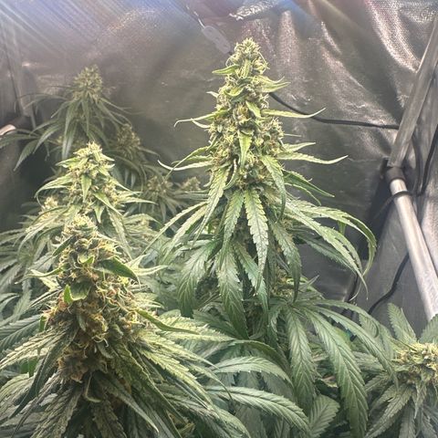 Hill growlog timeline photo