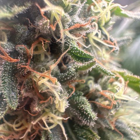 Hill growlog timeline photo