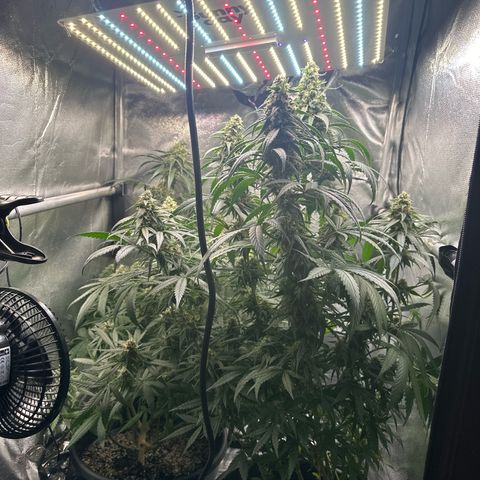 Hill growlog timeline photo
