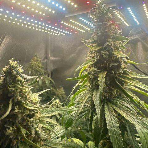 Hill growlog timeline photo