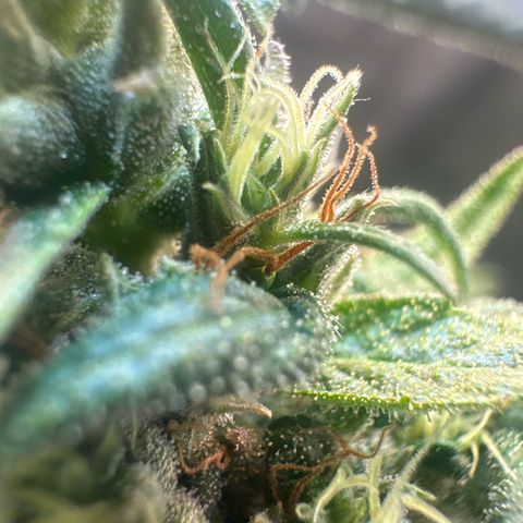 Hill growlog timeline photo