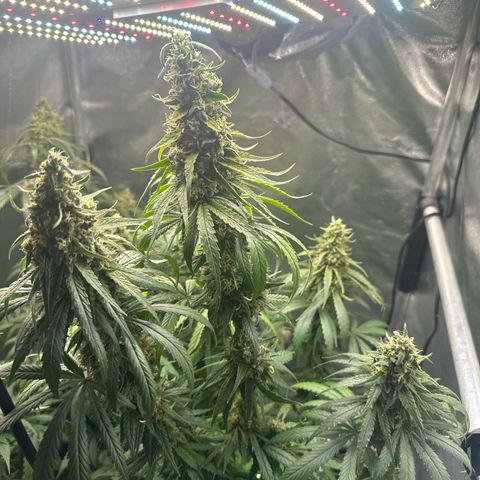 Hill growlog timeline photo