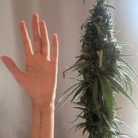 Hill growlog timeline photo