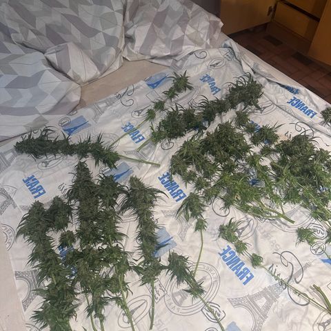 Hill growlog timeline photo