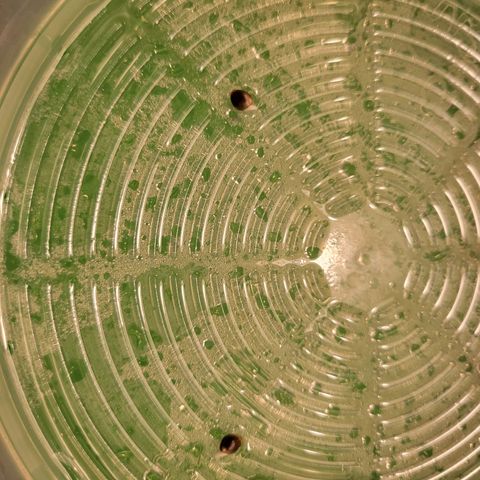 CBD Blueberry growlog photo: Using Kitchen Crop VKP1200 Deluxe Kitchen Seed Sprouter 