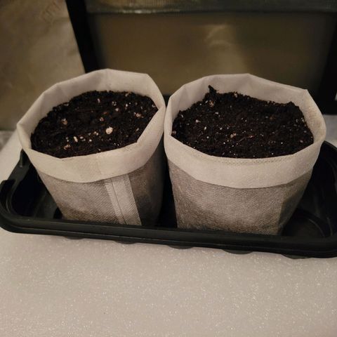 CBD Blueberry growlog photo: 2nd day in sprouter and planted in 34oz grow bags. 