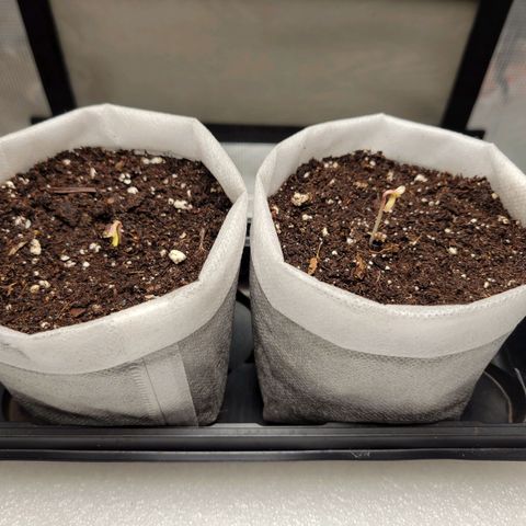CBD Blueberry growlog photo: 2nd day in soil and already broken through. 