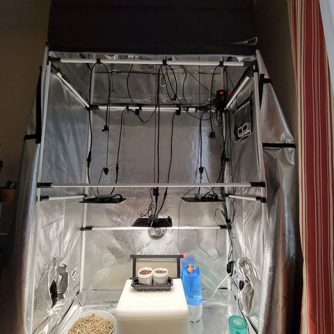 CBD Blueberry growlog timeline photo