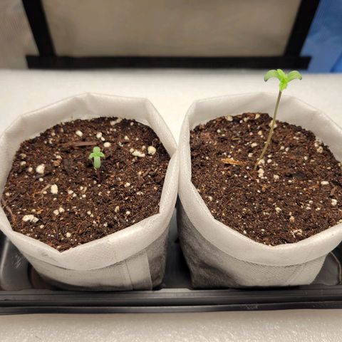 CBD Blueberry growlog timeline photo