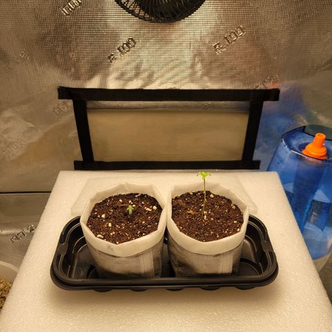 CBD Blueberry growlog timeline photo