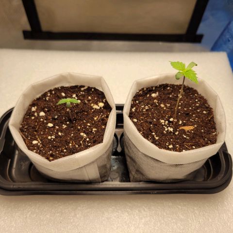 CBD Blueberry growlog photo: Streaching stopped on the right one, left one is shorter but starting to grow, also has a much thicker, more purple stem. 